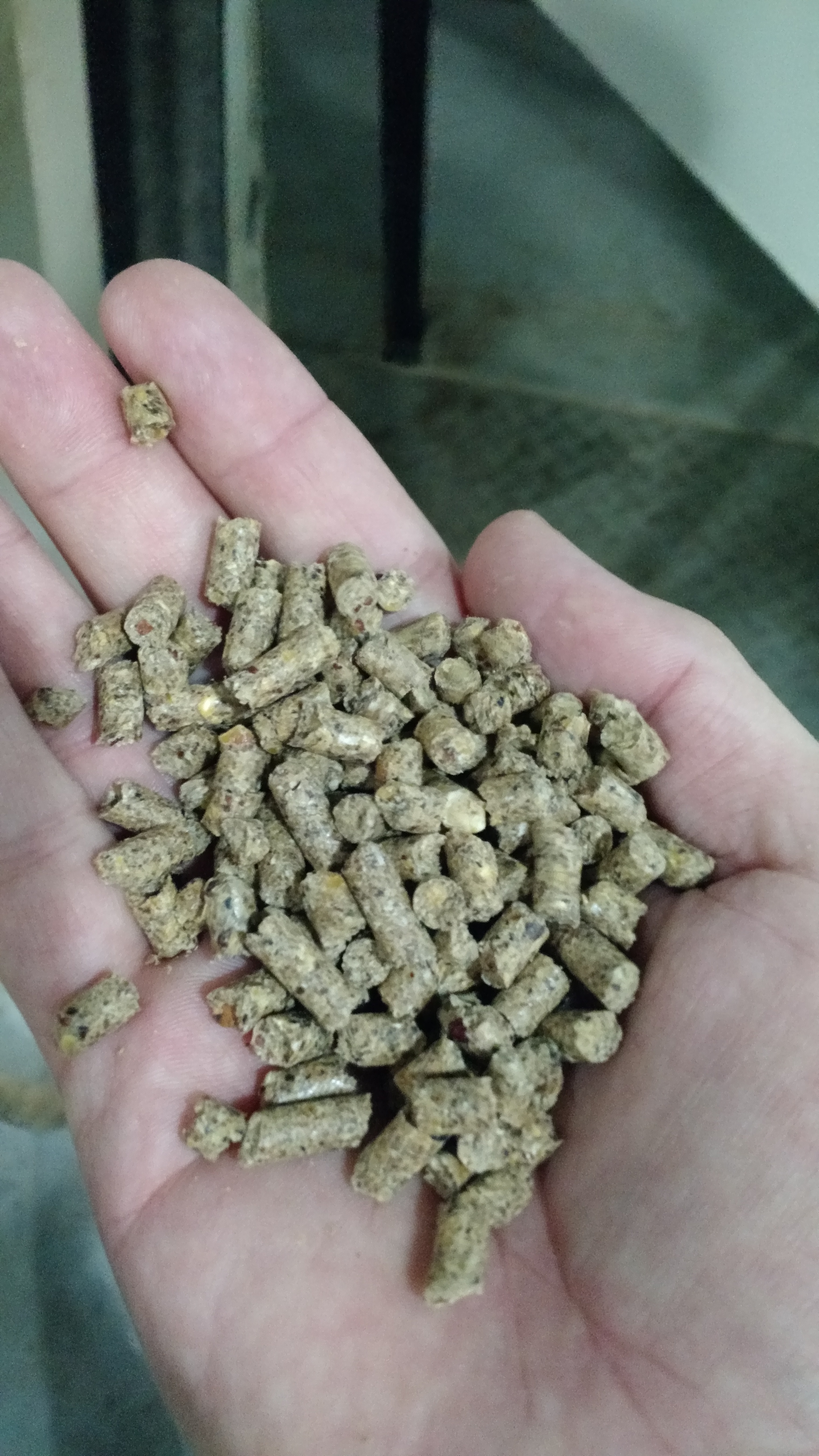 LA GANADERA RAMIREZ (6)